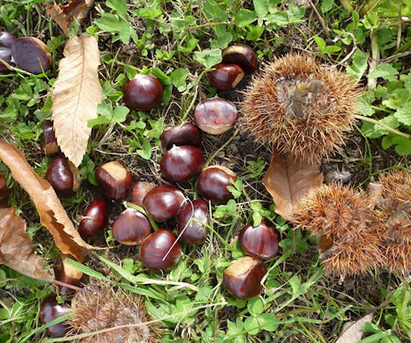 10 milioni di euro per i castagneti: Il governo rilancia la castanicoltura, comparto strategico per le aree interne