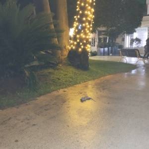 Ratto a Marina di Massa 1