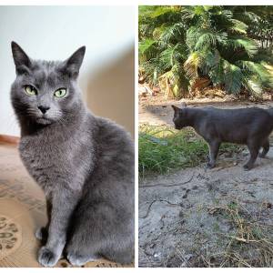 Gatto Camillo 3